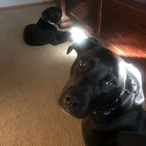 Meet your Posher, Josh